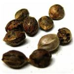 Семена марихуаны АК-47  (Seeds AK-47) в Мезени